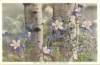 Colorado Columbines and Aspens