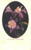 665.  The Columbine.  Colorado's State Flower [pre-1907]